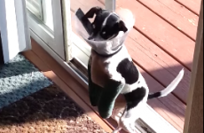 Tiny dog breaks her legs, gets on perfectly fine without them