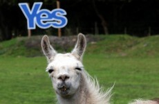 Scottish referendum on knife-edge as new poll puts 1% between Yes and No camps
