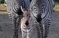 Check out the adorable new baby zebra born in Dublin Zoo