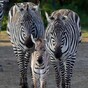 Check out the adorable new baby zebra born in Dublin Zoo