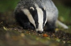 The Government needs 25,000 badger body bags