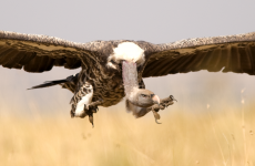 Irish scientists find vultures to be a very crafty bunch