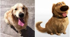 Drogheda Animal Rescue have discovered the dog from Up