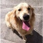 Drogheda Animal Rescue have discovered the dog from Up