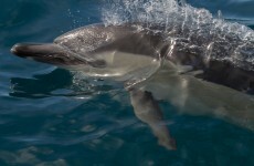 Fishermen rescue massive family of 70 dolphins beached in west Kerry
