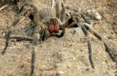British woman finds eggs of the world's most poisonous spider in her shopping
