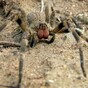 British woman finds eggs of the world's most poisonous spider in her shopping