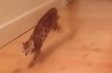 This kitten absolutely loves being slid across the floor by his human