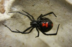 '100 killer spiders' were found in a Carlow house and they're causing mass hysteria