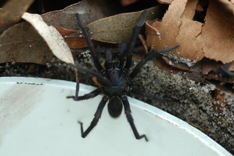 Funnel-Web spider
