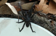Here's why you don't need to freak out about the 'spider hell house' in Carlow