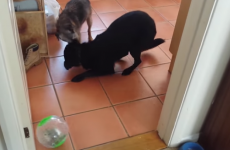 Dog protects hamster from inquisitive terrier