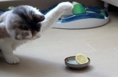 This cat sizing up a lemon is the epic confrontation of our time