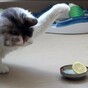 This cat sizing up a lemon is the epic confrontation of our time