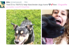 Here is the heartbreaking reason why people are sharing dog selfies on Twitter