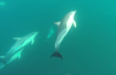 Wonderful underwater footage of a pod of dolphins off the Kerry coast