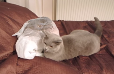 Watch this curious cat get an awful fright from a plastic bag