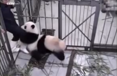 Baby panda loves his zookeeper so much he refuses to let go of his leg