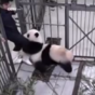 Baby panda loves his zookeeper so much he refuses to let go of his leg
