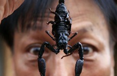 Nasty surprise for airline passenger: 'That's a scorpion'