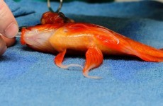 This 10-year-old pet goldfish had surgery to remove a tumour, and was saved
