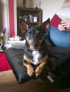 'The house is so empty without him': Derry family fear the worst after violent abduction of beloved dog