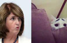 Joan Burton reprimanded by animal rights group after "skin a cat" comment