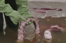 This colossal squid is absolutely massive and slightly terrifying