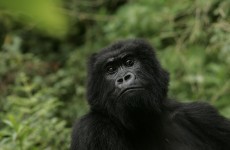 Poachers turned gamekeepers: Rwanda looks to hunters to save mountain gorillas