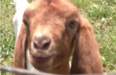 This Vine is proof that goats are smarter than we think