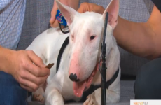 Garth the bull terrier makes full recovery after vicious attack by another dog