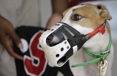 Irish greyhounds are going global, but industry still gone to dogs