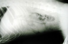 Dog has surgery after eating too many thongs