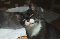 Here are some amazing photos of a cat high on (prescribed) Valium