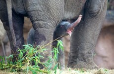 It's a girl! First pics of the newest elephant calf born at Dublin Zoo