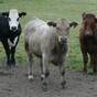 The cows are going to be very busy in Cork. Up to 60% busier, in fact