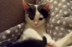 All this kitten cares about is her own mesmerising tail