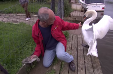 Man risks attack from angry male swan to save cygnet