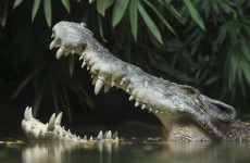 Drunken hunter fights off Australian croc with an eye-poke
