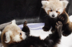 Gloriously adorable twin red panda cubs to melt your heart