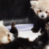 Gloriously adorable twin red panda cubs to melt your heart