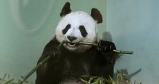 Edinburgh Zoo's panda is "no longer pregnant"