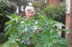 Pensioner unwittingly asks the BBC to help her identify a marijuana plant