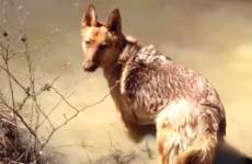 Dog throws an actual tantrum when it's time to stop swimming