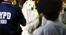 New York police arrest protesting polar bear* ahead of UN climate talks