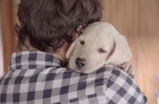 Budweiser's new anti-drink driving ad stars a puppy, and it'll break your heart