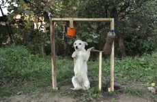 Dog is late to the ice bucket challenge, but the result is far too cute to ignore