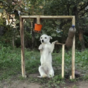 Dog is late to the ice bucket challenge, but the result is far too cute to ignore