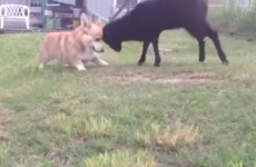 Just a little black lamb and a corgi, playing tag