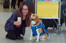 Meet the dog that works in an airport returning people's lost property